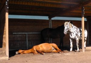 schlafendes Pferd Offenstall